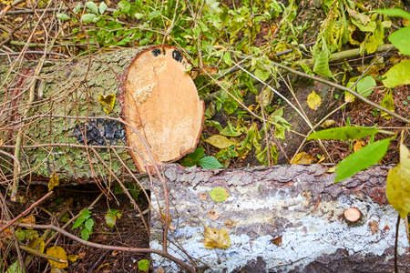 The structure of the trunk of natural pine during logging for woodworking. Wood with annual rings...
