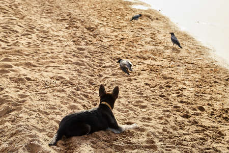 Dog German Shepherd near water with birds crows in autumn day