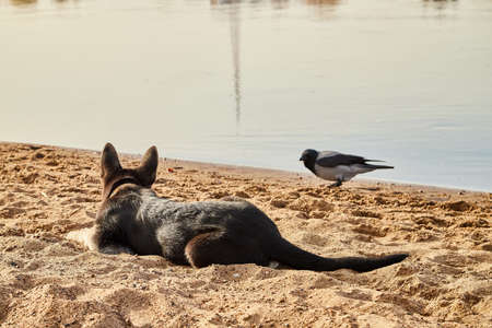 Dog German Shepherd near water with birds crows in autumn day