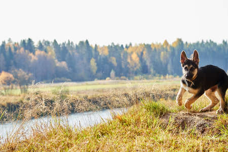 Dog German Shepherd by the water on the cliff in autumn day