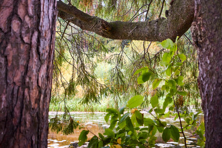 Landscape with tree of autumn forest and water of lake on background
