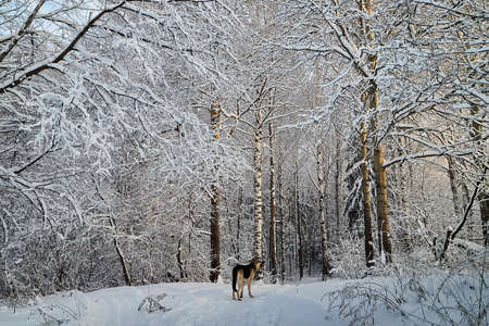 Winter landscape with forest full of snow covered trees and dog on the path in cold dayの写真素材