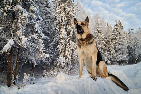 Dog German Shepherd outdoors in the forest in a winter day. Russian guard dog Eastern European...