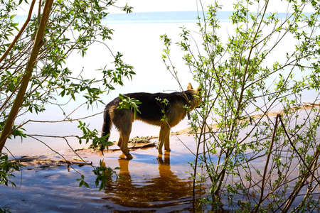Dog German Shepherd outdoors in a sunny summer or autumn day in water of lake, river or sea. Russian...