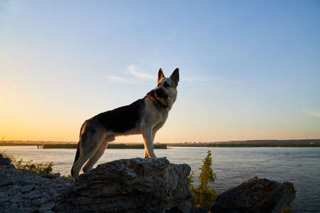 Big Dog German Shepherd in sunny summer or autumn day on gray rocks of mountains near water of lake, river or sea and yellow sunset. Russian guard dog Eastern European Shepherd in nature lanscapeの写真素材