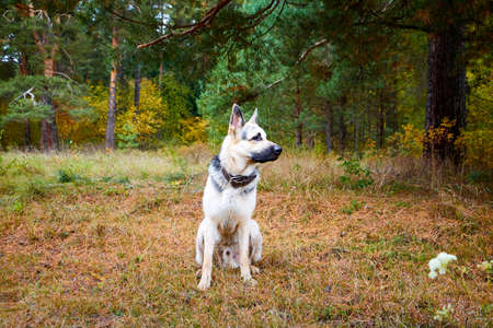 Dog German Shepherd outdoors in a summer or autumn day on field and forest with trees arround. Russian guard dog Eastern European Shepherd in nature lanscapeの写真素材