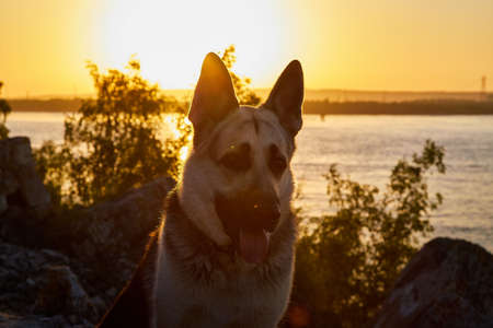 Big Dog German Shepherd in sunny summer or autumn day on gray rocks of mountains near water of lake, river or sea and yellow sunset. Russian guard dog Eastern European Shepherd in nature lanscapeの写真素材