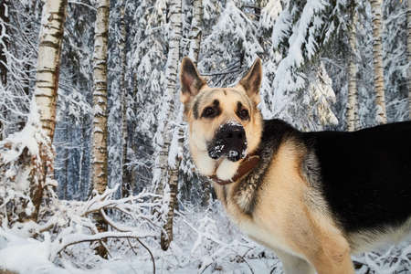 Dog German Shepherd outdoors in the forest in a winter day. Russian guard dog Eastern European...
