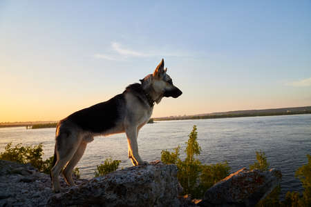 Big Dog German Shepherd in sunny summer or autumn day on gray rocks of mountains near water of lake, river or sea and yellow sunset. Russian guard dog Eastern European Shepherd in nature lanscapeの写真素材