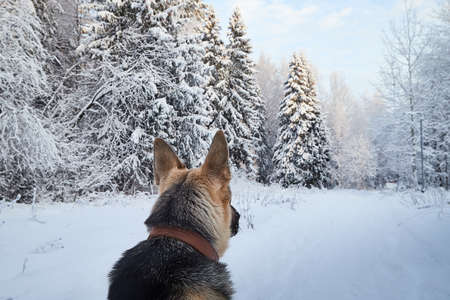 Dog German Shepherd outdoors in the forest in a winter day. Russian guard dog Eastern European Shepherd in nature on snow and white trees covered snowの写真素材