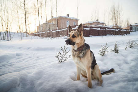 Dog German Shepherd outdoors in winter day. Russian guard dog Eastern European Shepherd in village in cold time with snowの写真素材