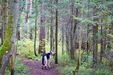 Dog German Shepherd outdoors in a summer day. Russian guard dog Eastern European Shepherd in nature landscapeの写真素材
