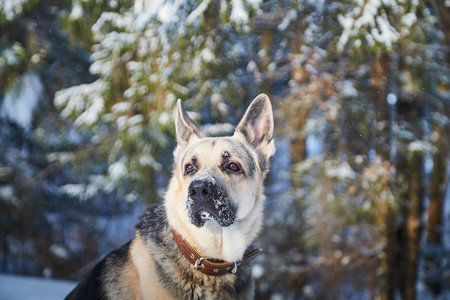 Dog German Shepherd outdoors in the forest in a winter day. Russian guard dog Eastern European...