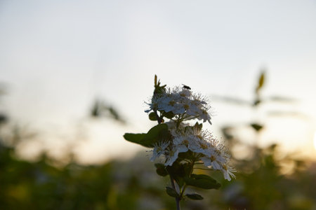 Flowers of blooming apple tree on nature place in spring time. natural background
