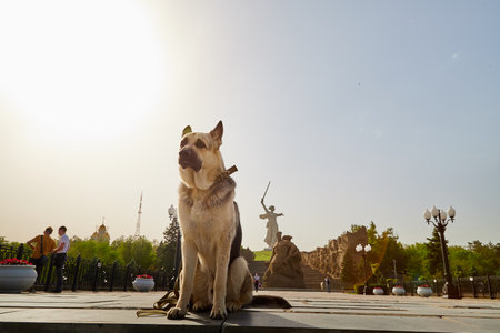 Volgograd, Russia - May 21, 2021: German Shepherd dog near the famous Russian statue of the Motherland calls in Volgograd in Russia. Eastern European Shepherd with an unusual white color in the cityのeditorial素材