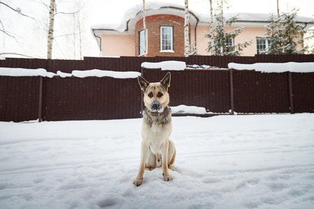 Dog German Shepherd outdoors in winter day. Russian guard dog Eastern European Shepherd in village in cold time with snowの写真素材