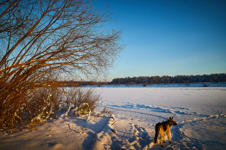 Big dog german shepherd or Eastern European Shepherd on a snow field in cold winter morning or...