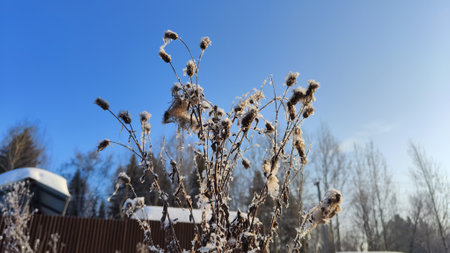 Dry drum and prickly burdock inflorescences against blue sky. Globular, snow-covered fruits on long wilted stems. Burrs on needles stick around clothingの写真素材