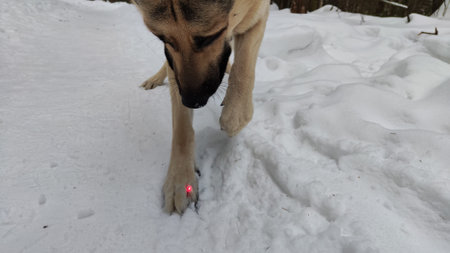 Dog German Shepherd on white snow in winter day. Eastern European dog veo searches, digs, catches,...