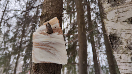 A piece of bacon is hanging on tree branch for feeding and treating small bluebird birds in the cold winter in the forest. The concept of ecology and assistance to animals and birdsの写真素材