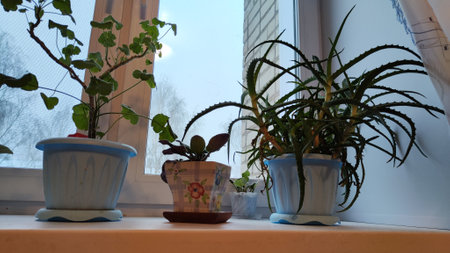 House plants on windowsill and window on background. Violet, aloe, carnation and other flowers in...