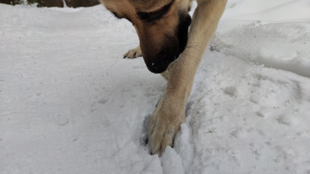 Dog German Shepherd on white snow in winter day. Eastern European dog veo searches, digs, catches, follows the trail in cold weather. The dog mice and hunts small animals in the snowの写真素材