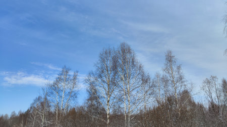 Spring blue sky with white clouds and trees with bare branches and buds before the growth of green leavesの写真素材
