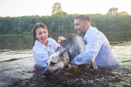 Beautiful adult couple has fun with bug dog shephers in nature in water of river or lake in summer evening at sunset. Guy and girl swim and relax with pet outdoors in clothes in white shirts and jeansの写真素材