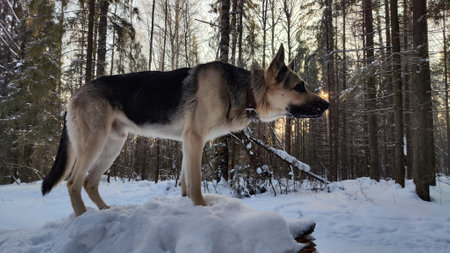 Dog German Shepherd in winter day and white snow arround. Waiting eastern European dog veo in cold weatherの写真素材