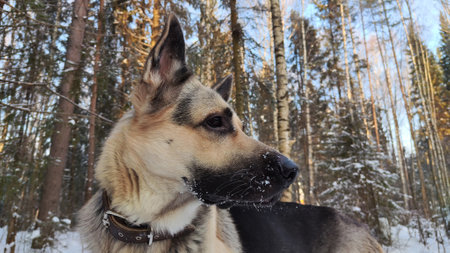 Dog German Shepherd in winter day and white snow arround. Waiting eastern European dog veo in cold weatherの写真素材