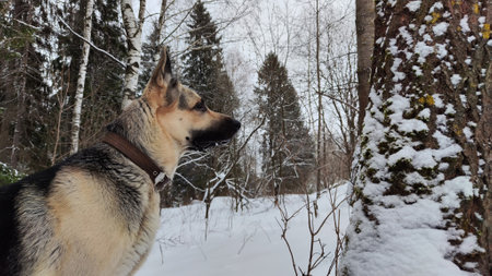 Dog German Shepherd in winter day and white snow arround. Waiting eastern European dog veo in cold weatherの写真素材