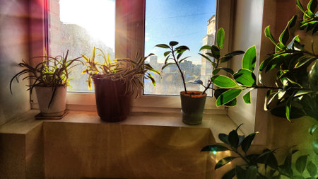 Flower pots and plants on window sill and window with blue sky on background