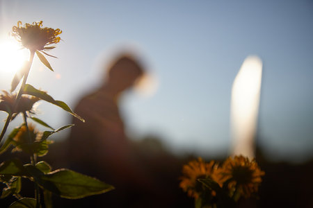 A beautiful yellow flower on sunny evening and a blurry figure of an artist painting a pictureの写真素材