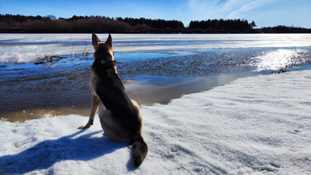 Dog German Shepherd near flooding water of river in spring or winter day and white snow arround. Eastern European dog veo on white snow in sunny dayの写真素材