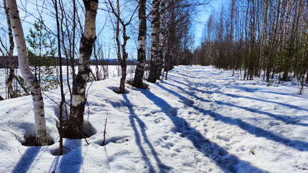 Trees on an alley or path with dark shadows on sunny day. Spring or Winter landscape with snow and birchの写真素材