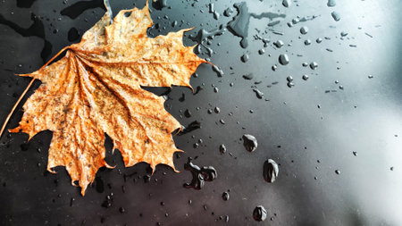 Yellow dry maple leaf in water or a puddle with drops and reflection on a black background. The concept of sad autumn day and the withering of nature. Abstract background and texture. Partial focusの写真素材
