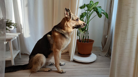 Dog German Shepherd inside of room. Russian eastern European dog veo indoorsの写真素材