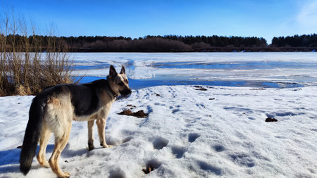 Dog German Shepherd near flooding water of river in spring or winter day and white snow arround. Eastern European dog veo on white snow in sunny dayの写真素材