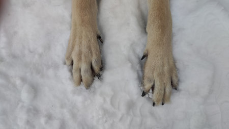 Large paws with claws of Dog German Shepherd in winter day and white snow arround. Big waiting eastern European dog veo and white snowの写真素材