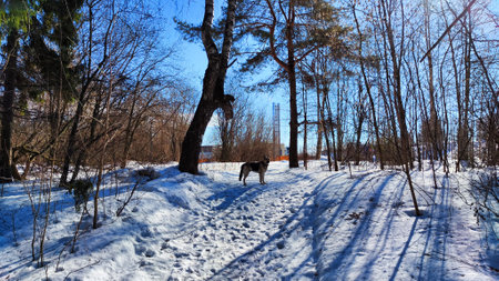 Winter landscape with tree in sunny day. Sun and shadows in a spring day
