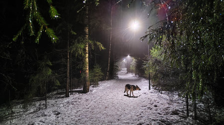 Night forest or park with dark trees, the light of lanterns and fog in the dark in winter with snow. Mysterious, romantic landscape with tree trunks and fir trees in snow with smogの写真素材