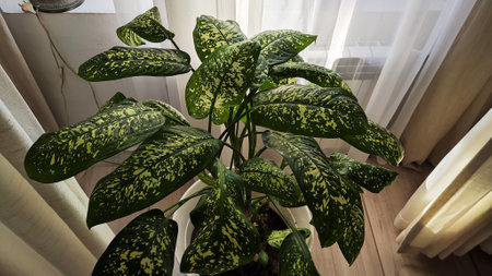Dieffenbachia plant in a pot on a stool by the window. Retro interior in light colors. Background with plant with green leaves and fabricの写真素材