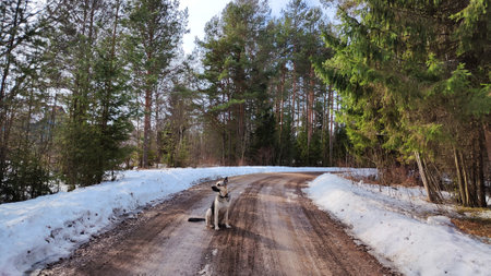 Muddy clay road in the forest and big shepherd dog in spring or autumn. Rural rural landscape with pet. Wet dirty road in early spring in forestの写真素材