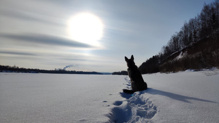 Dog German Shepherd on a big field in winter day and white snow arround. Waiting eastern European dog veoの写真素材