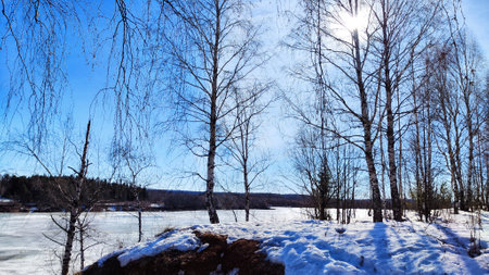 Trees at the top of the hill with snow in sunny spring or winter dayの写真素材