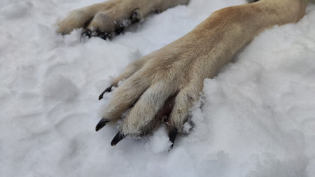 Large paws with claws of Dog German Shepherd in winter day and white snow arround. Big waiting eastern European dog veo and white snowの写真素材
