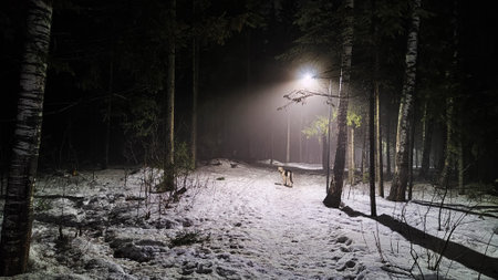 Night forest or park with dark trees, the light of lanterns and fog in the dark in winter with snow. Mysterious, romantic landscape with tree trunks and fir trees in snow with smogの写真素材