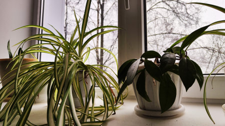 Live green flowers in pots on the windowsills and day outside the window. Taking care of home plants. Calamus flower in a potの写真素材