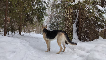 Dog German Shepherd in winter day and white snow arround. Waiting eastern European dog veo in cold...