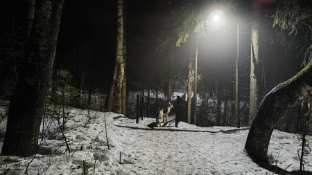 Night forest or park with dark trees, the light of lanterns and fog in the dark in winter with snow....